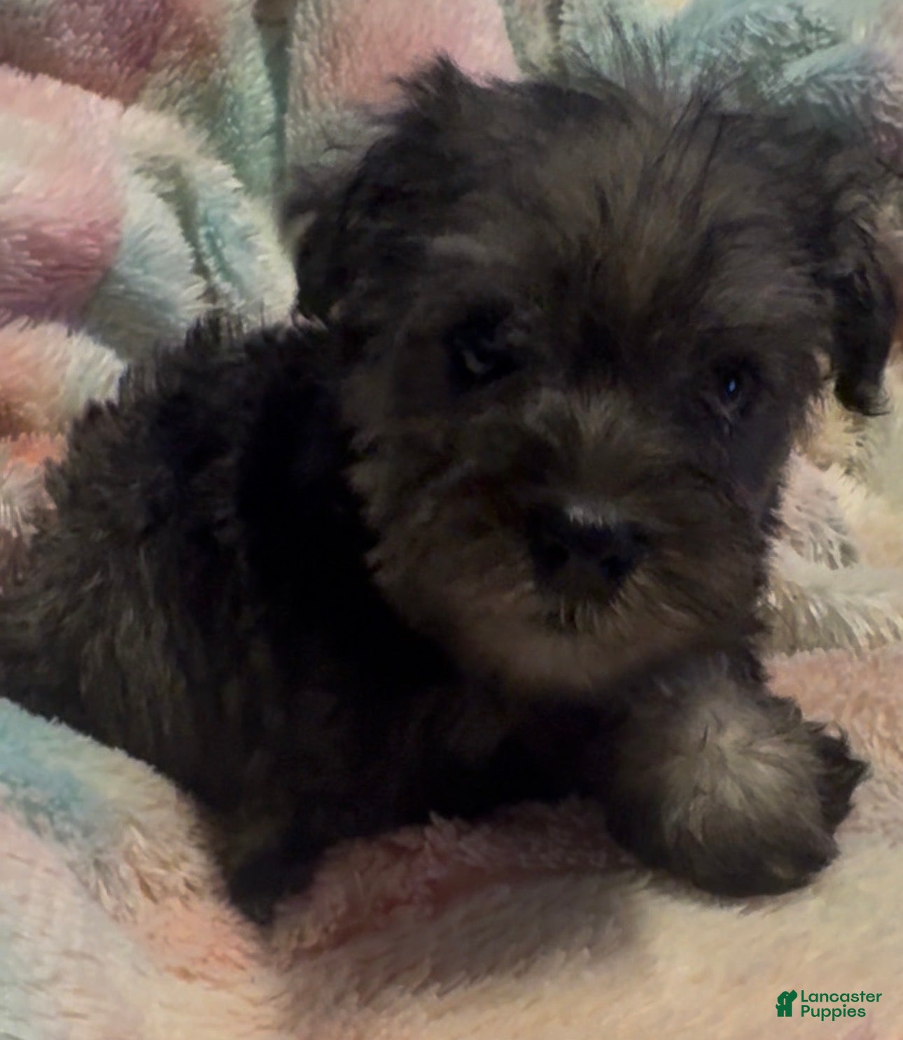 Miniature Schnauzer dogs Boy Silver - Ad 14
