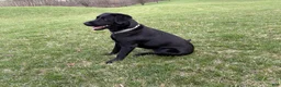 Labrador Retriever dogs for sale: Ember - Ad 2