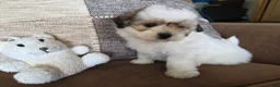 Maltipoo dogs for sale: Graham - Ad 5