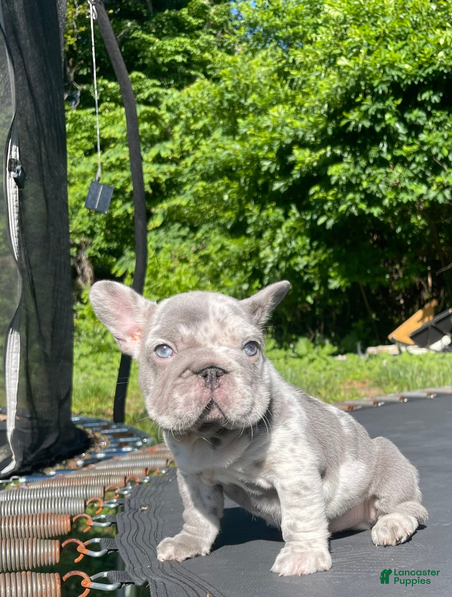 French Bulldog dogs Harvey Dent - Ad 2