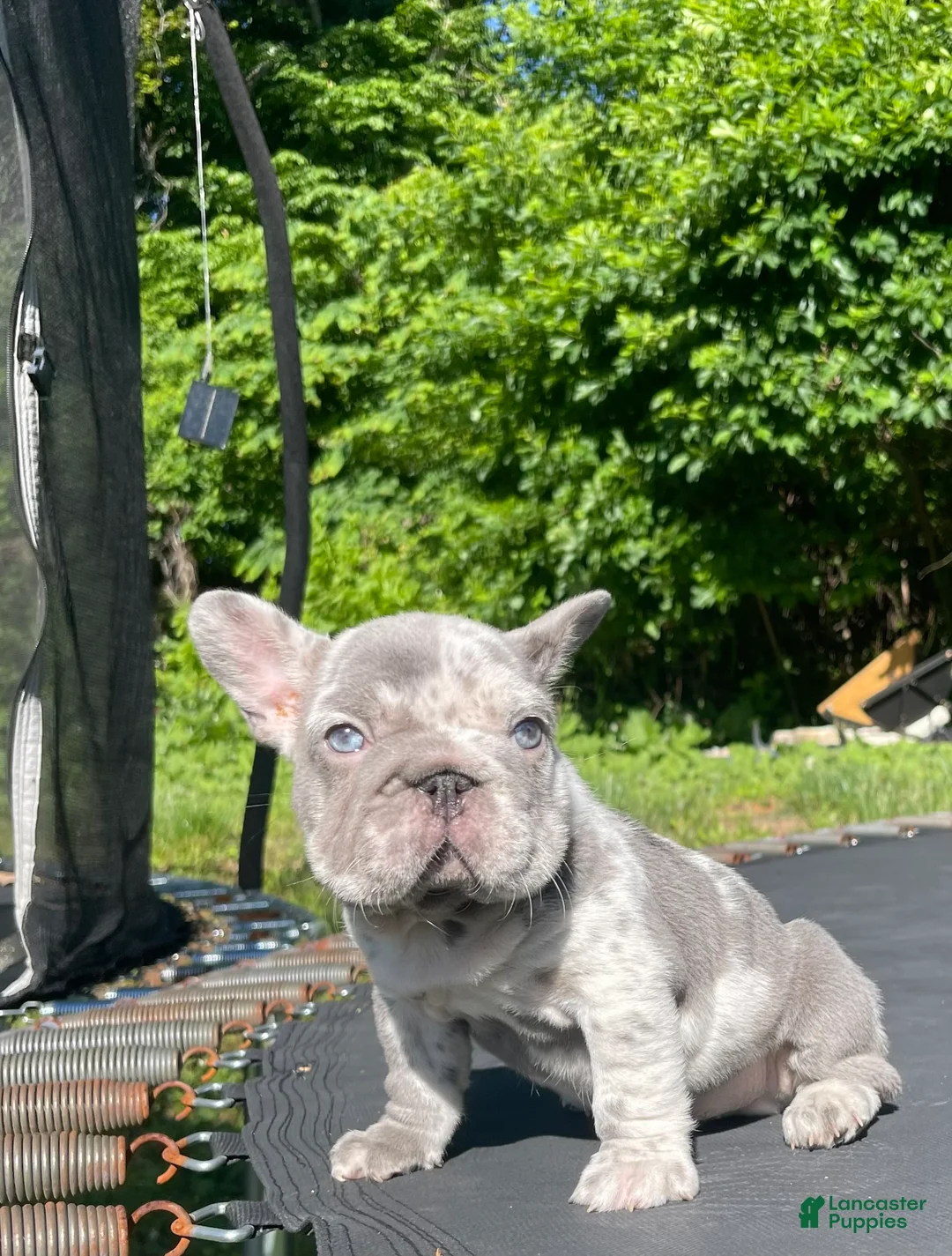 French Bulldog dogs for sale: Harvey Dent - Ad 2