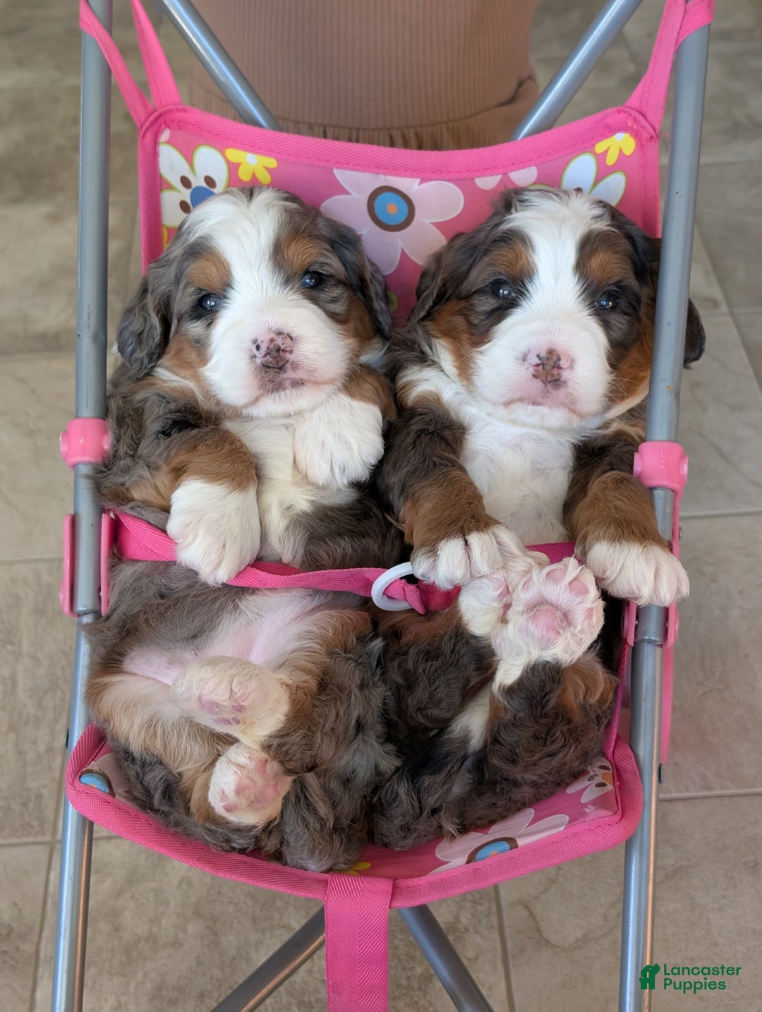 Mini Bernedoodle dogs for sale: Mini Marlo  - Ad 16