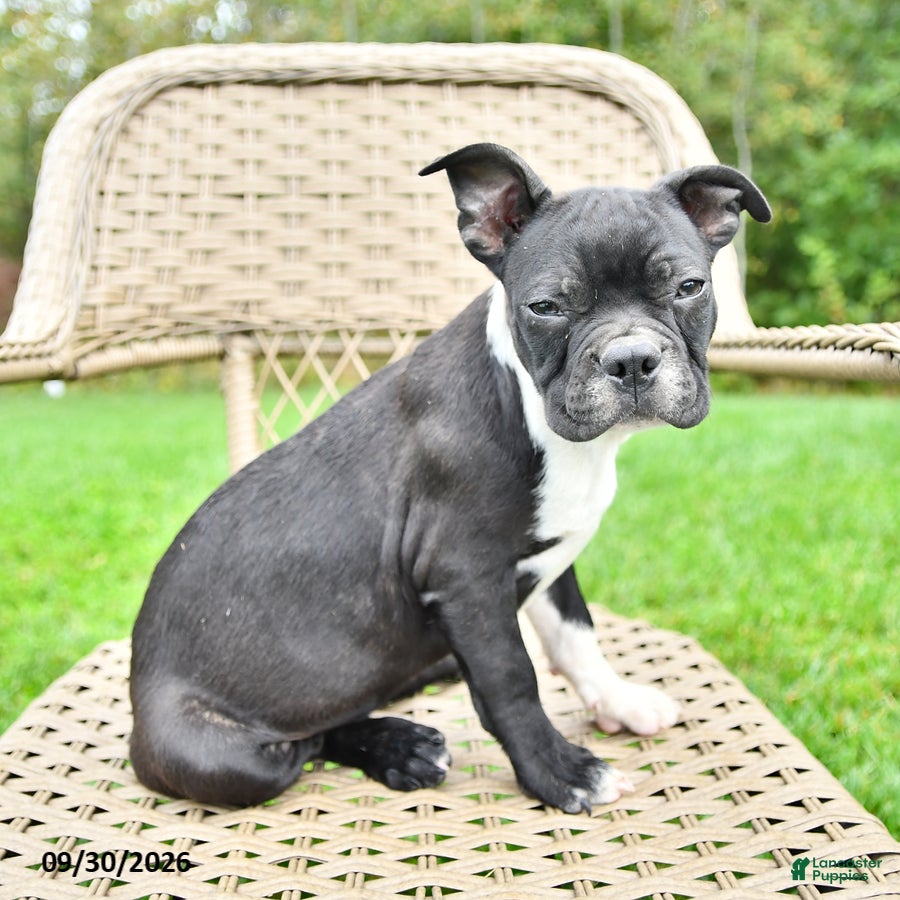 Boston Terrier dogs Bobby - Ad 2