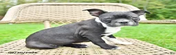 Boston Terrier dogs for sale: Bobby - Ad 2