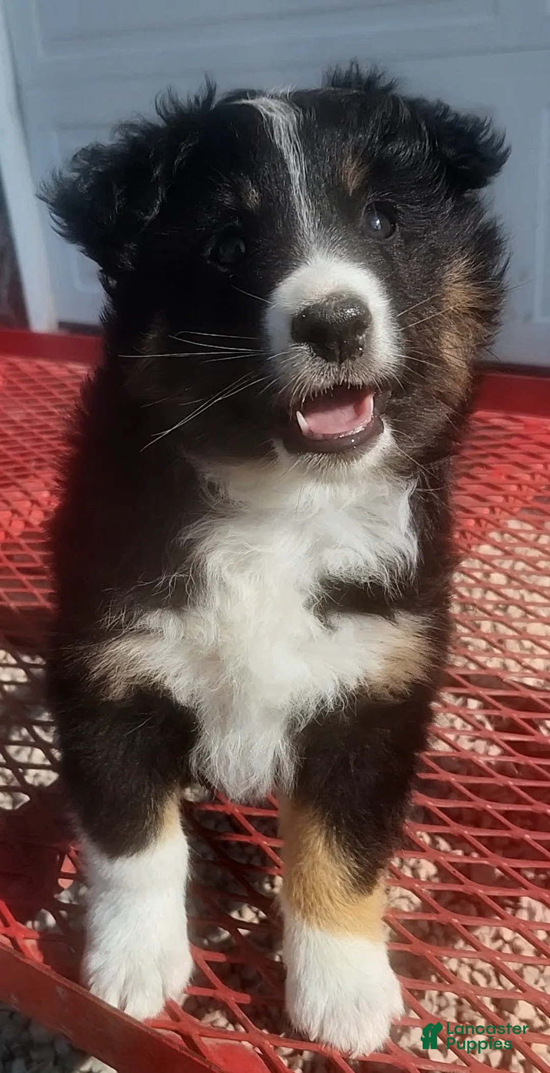 Australian Shepherd dogs for sale: Molly - Ad 1