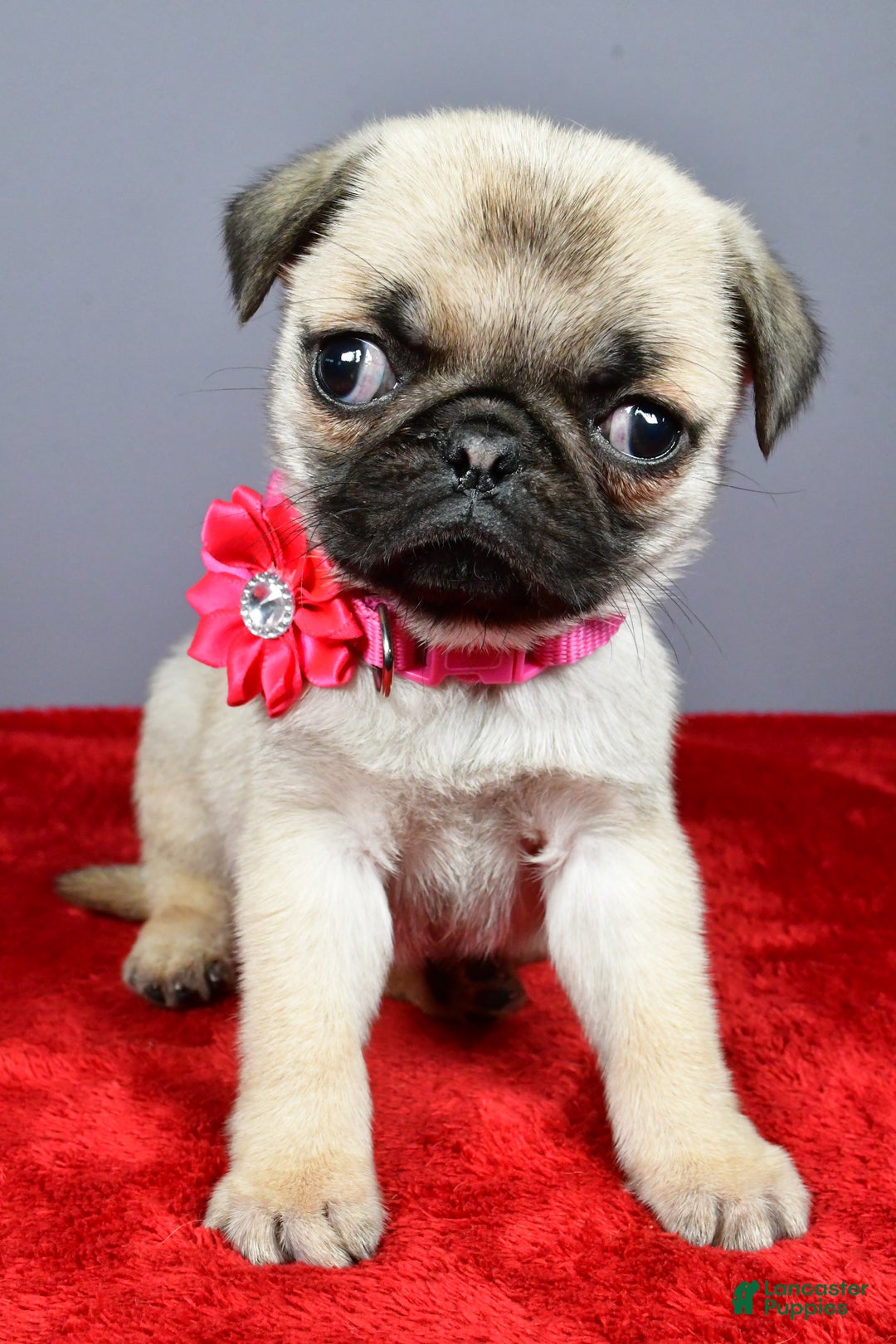 Pug dogs for sale: Tessa - Ad 6