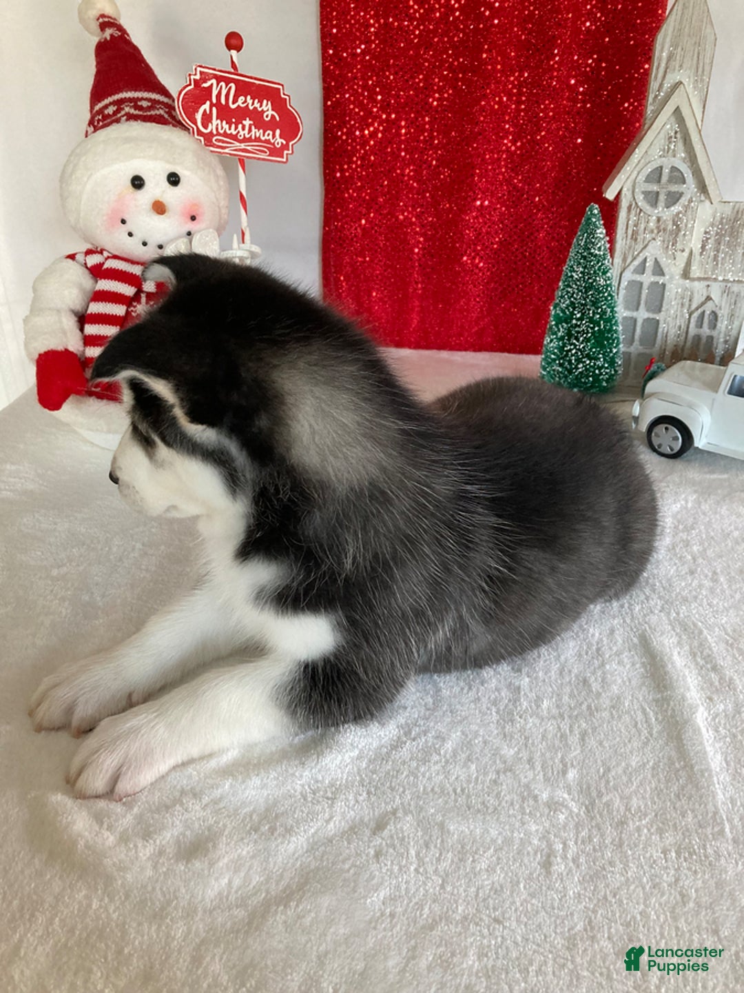 Pomsky dogs for sale: Mike - Ad 3
