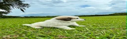 Great Pyrenees dogs for sale: Orange Boy - Ad 5