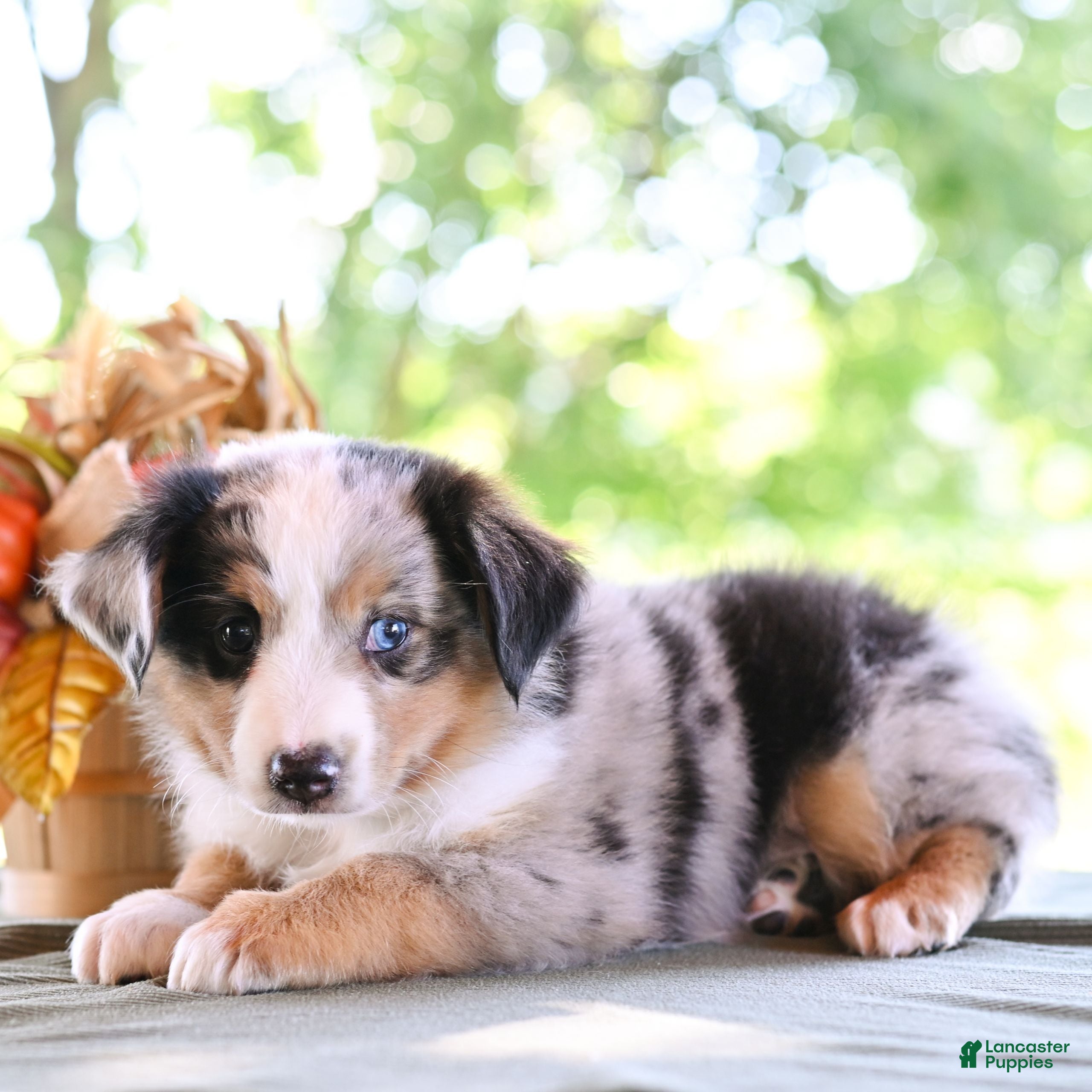 Miniature Australian Shepherd dogs Dylan  - Ad 2