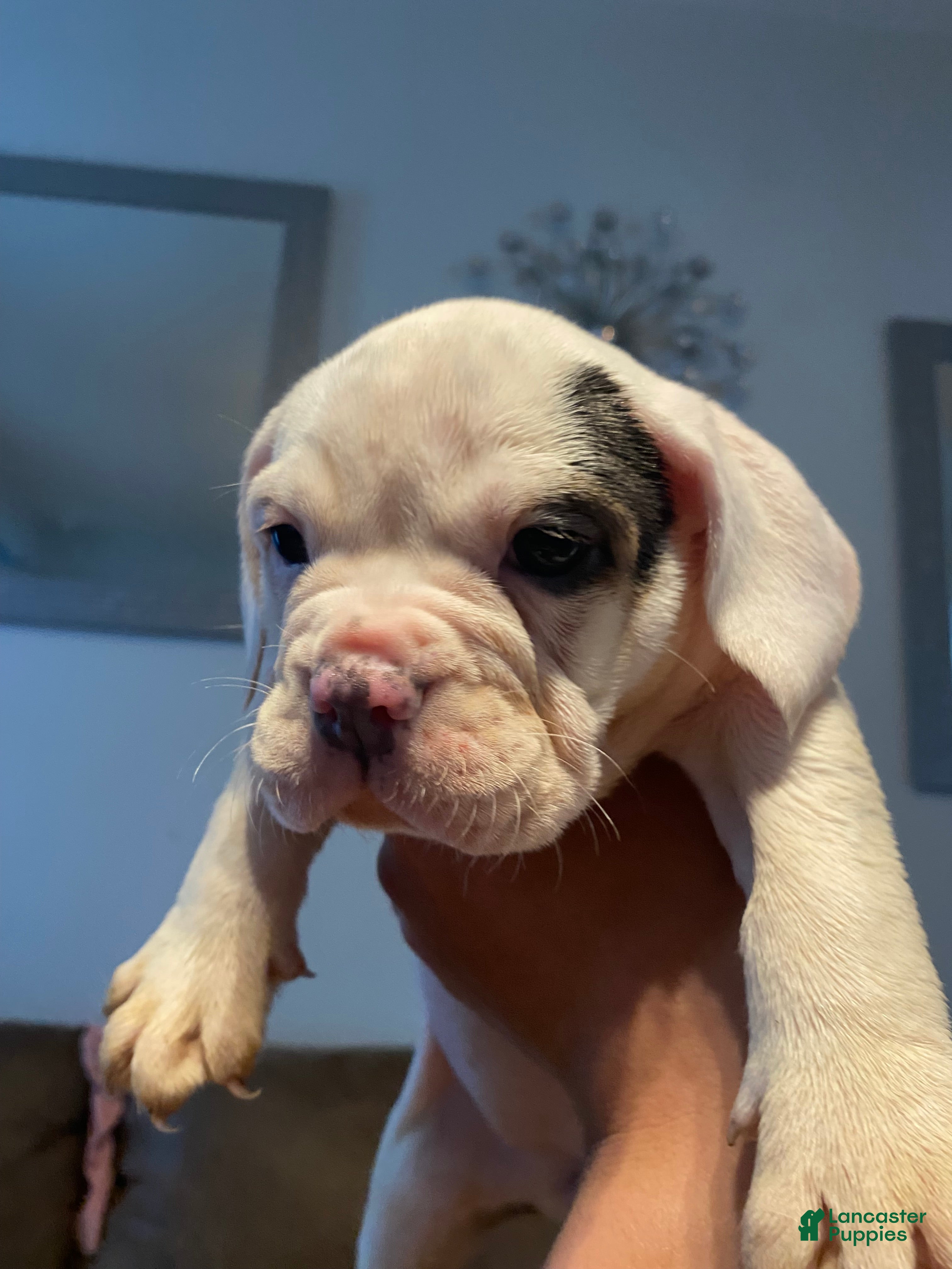 Beabull dogs Lyla - Ad 13