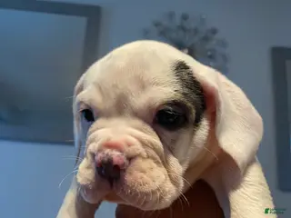 Beabull dogs Lyla - Ad 13