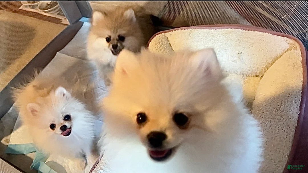 Pomeranian dogs for sale: Sasha - Ad 2
