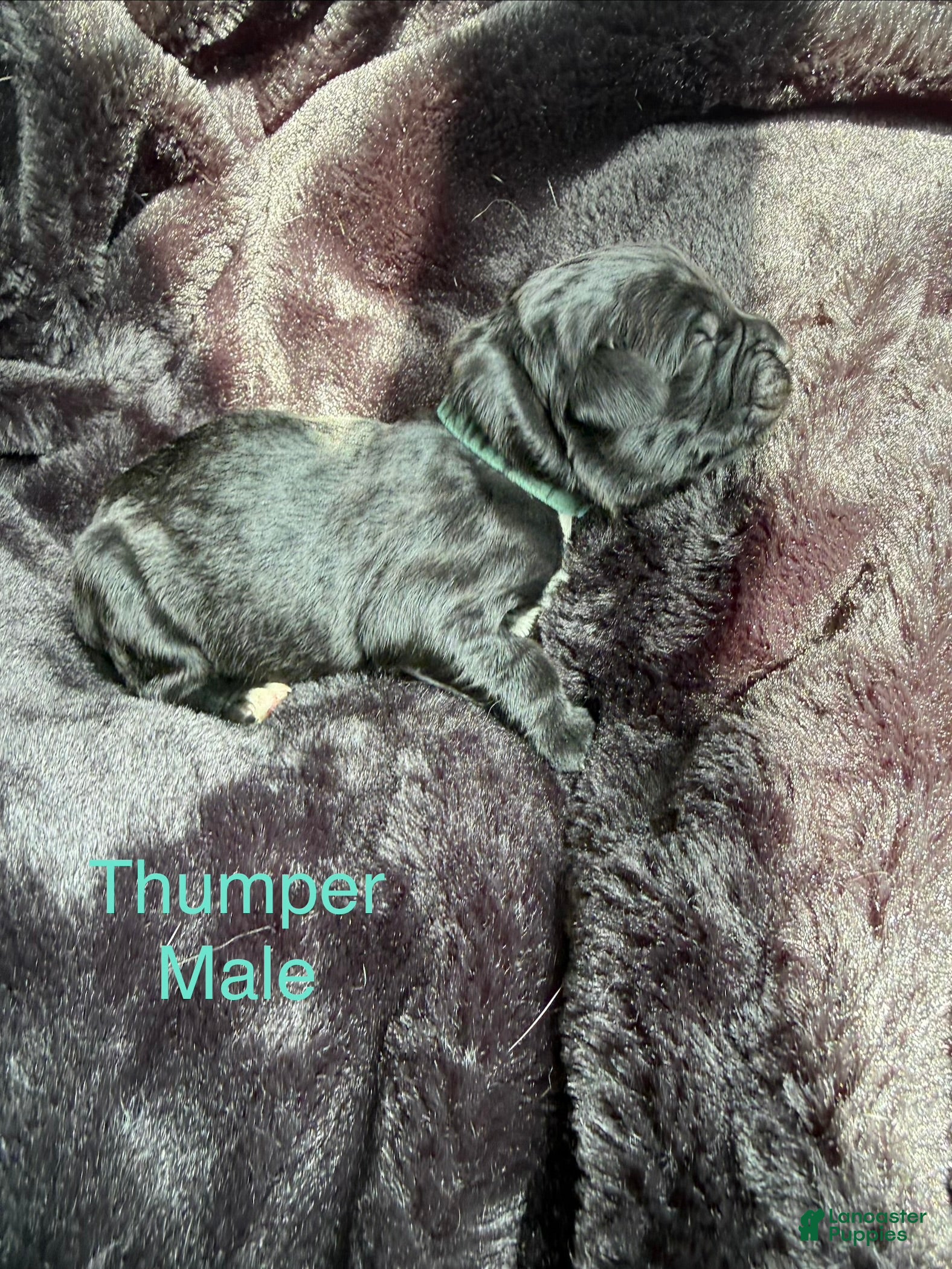 Newfoundland dogs Thumper - Ad 21