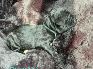 Newfoundland dogs Thumper - Ad 24