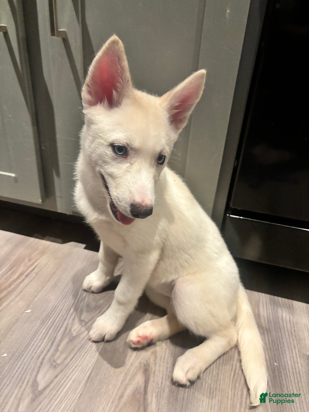 Pomsky dogs for sale: Tofu - Ad 4