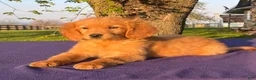 Golden Retriever dogs for sale: Markus - Ad 3