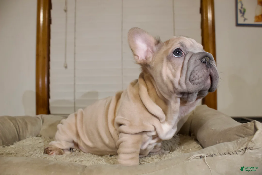 French Bulldog dogs for sale: Maverick - Ad 2