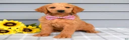 Labradoodle dogs for sale: Charlie  - Ad 6