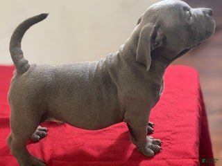 American Bully dogs Rocko - Ad 42