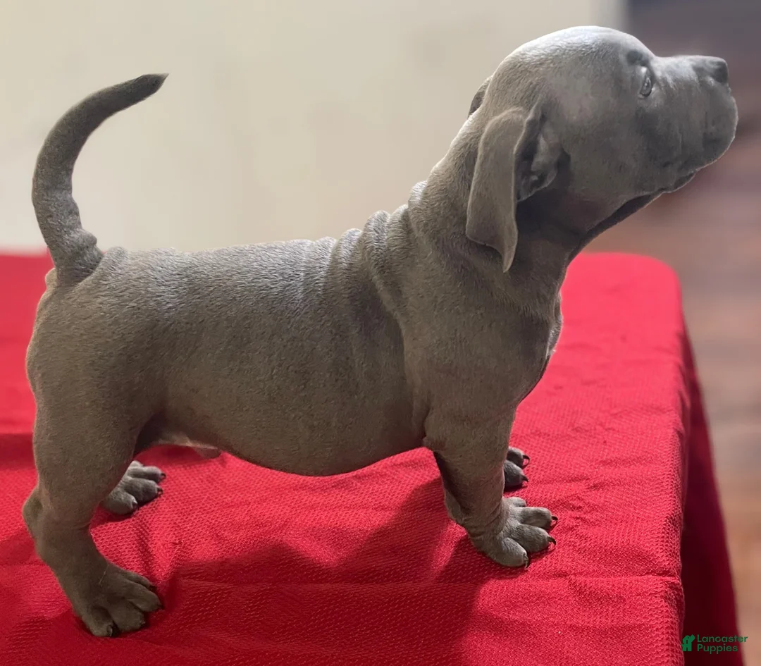 American Bully dogs for sale: Rocko - Ad 2