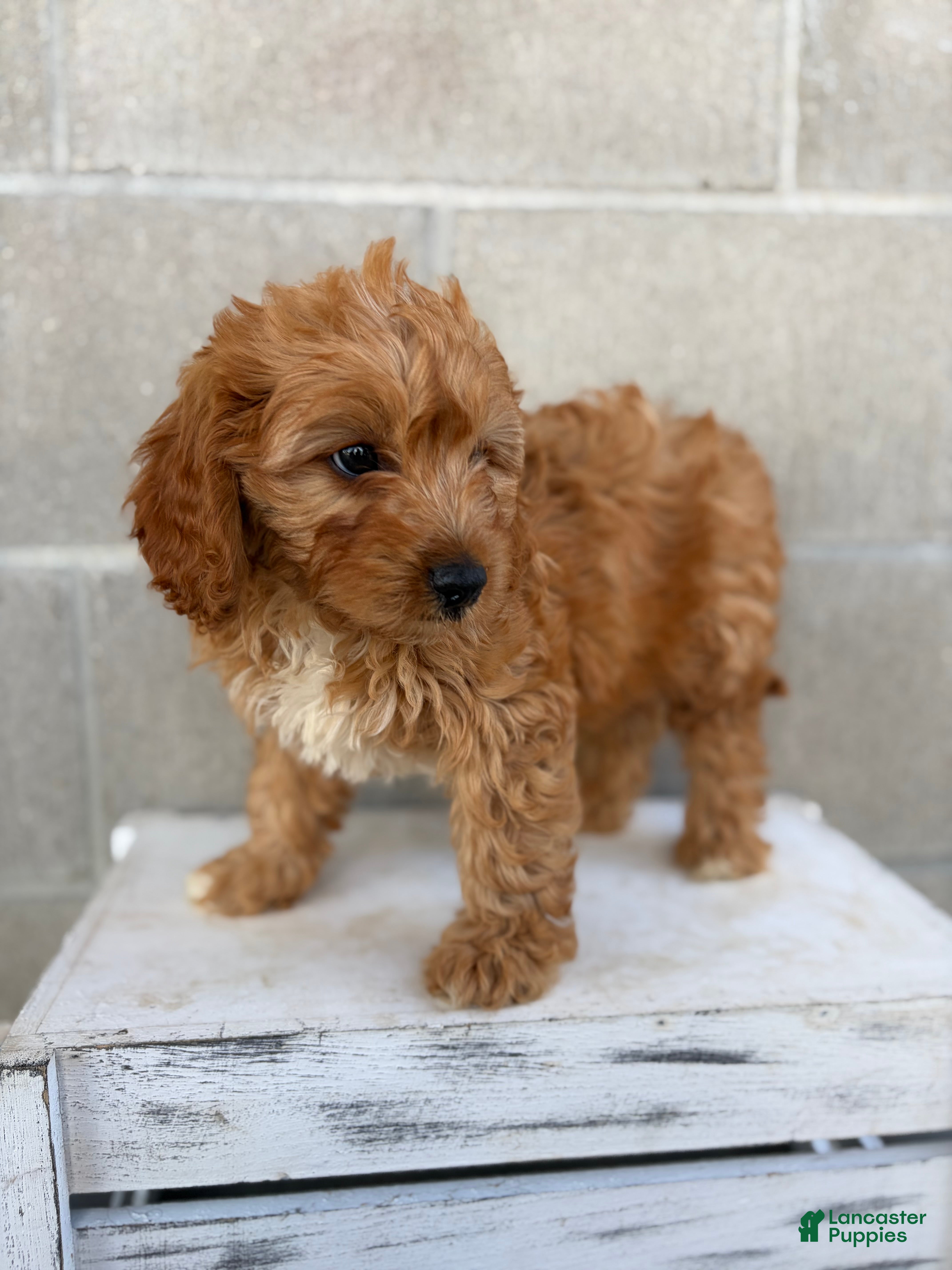 Cavapoo dogs Tucker - Ad 2