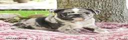 Mixed Breed dogs for sale: Harmony - Ad 4