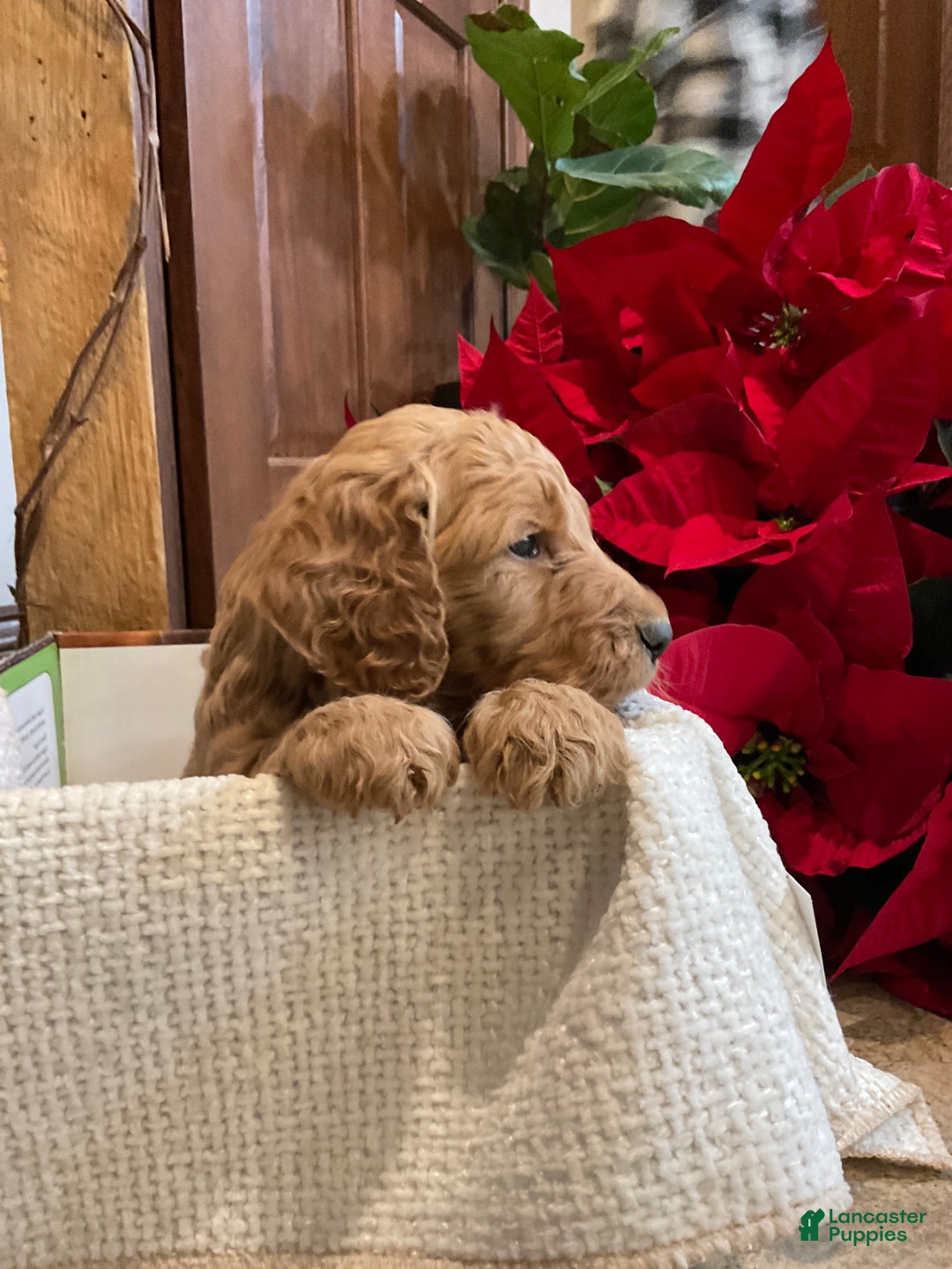 Goldendoodle dogs for sale: Goldendoodle Puppy 3 - Ad 5