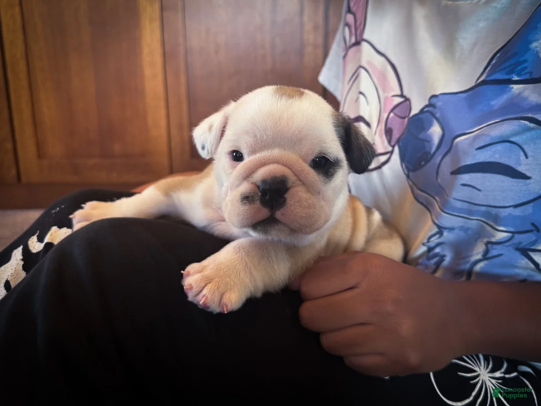 English Bulldog dogs for sale: Sterling - Ad 1
