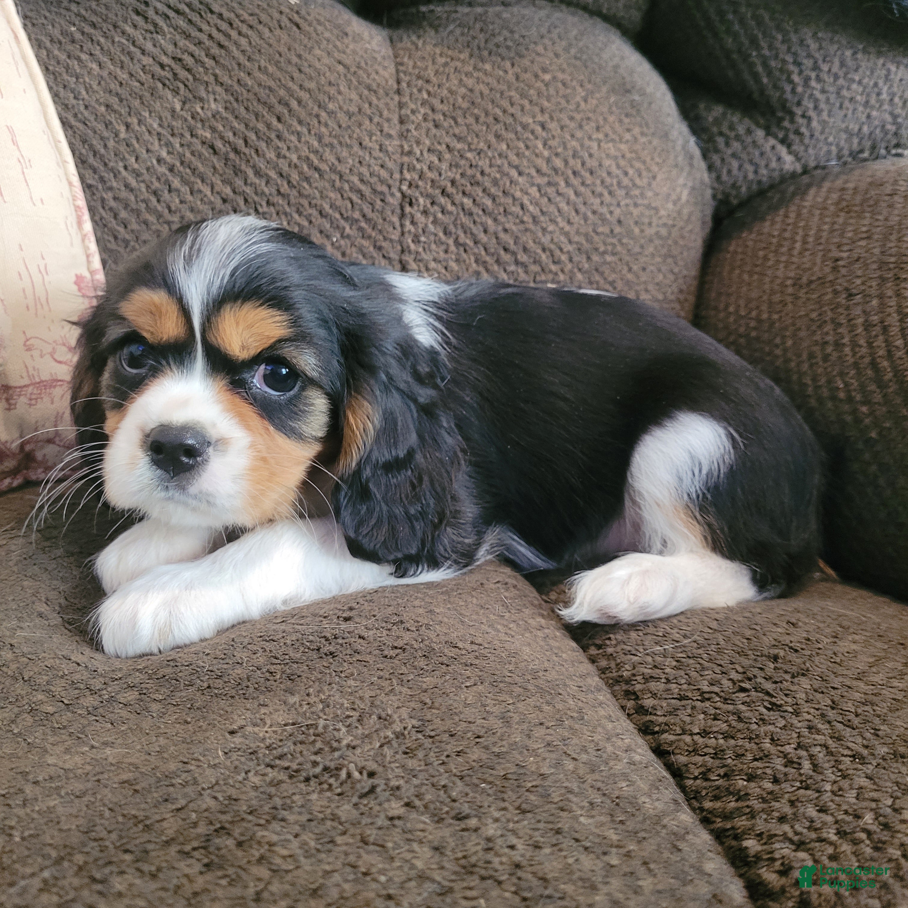 Cavalier King Charles Spaniel dogs Tri male - Ad 21