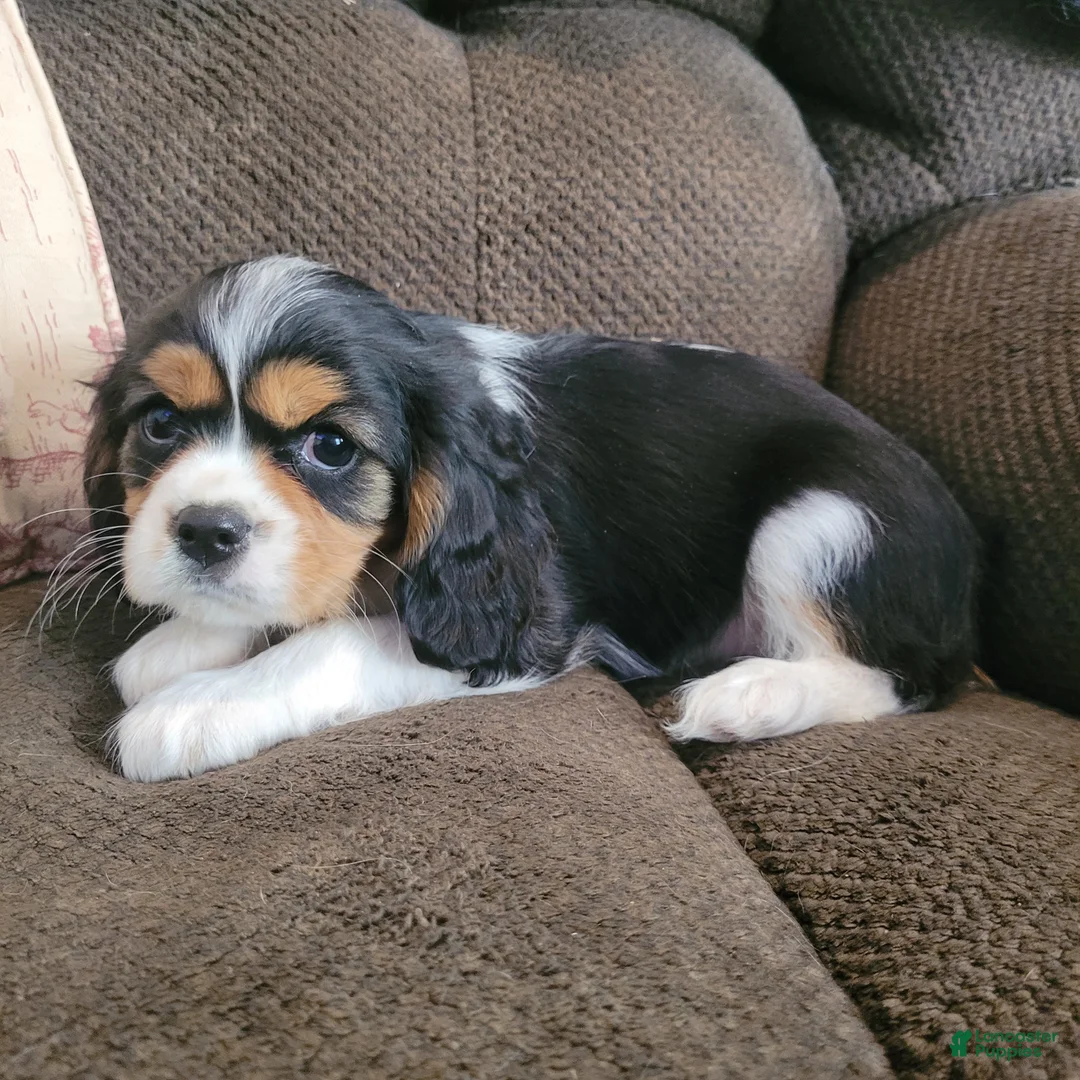 Cavalier King Charles Spaniel dogs for sale: Tri male - Ad 1