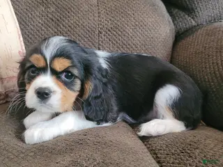 Cavalier King Charles Spaniel dogs Tri male - Ad 21