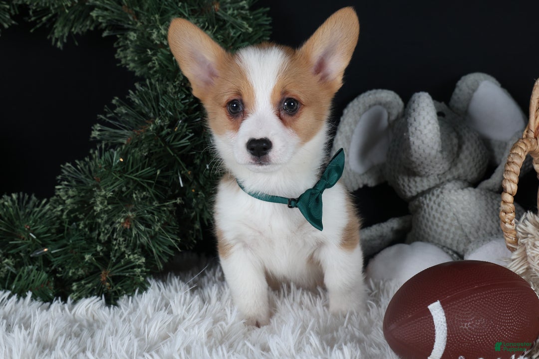 Welsh Corgi Pembroke dogs for sale: Hunter - Ad 1