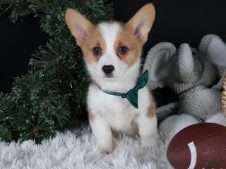 Welsh Corgi Pembroke dogs Hunter - Ad 17