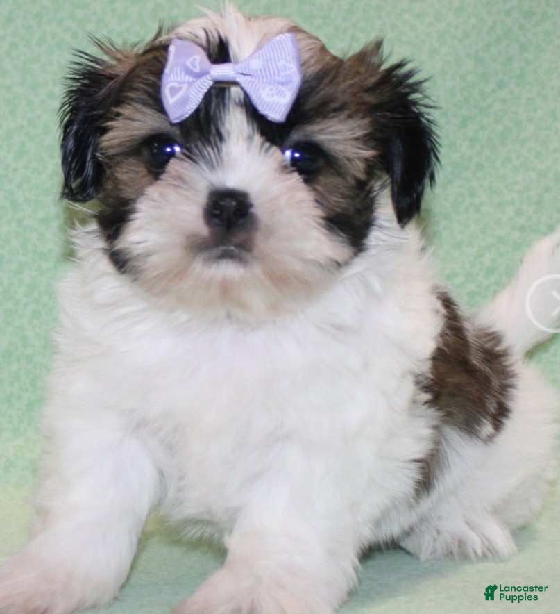Shih Tzu dogs Luv - Ad 32