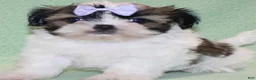 Shih Tzu dogs for sale: Luv - Ad 1