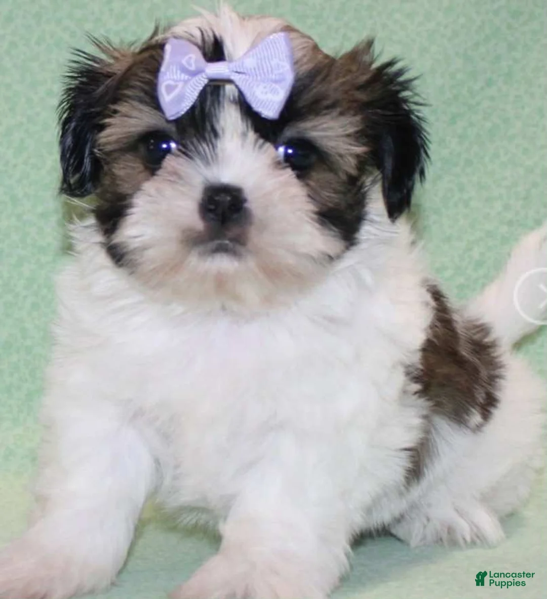 Shih Tzu dogs for sale: Luv - Ad 1