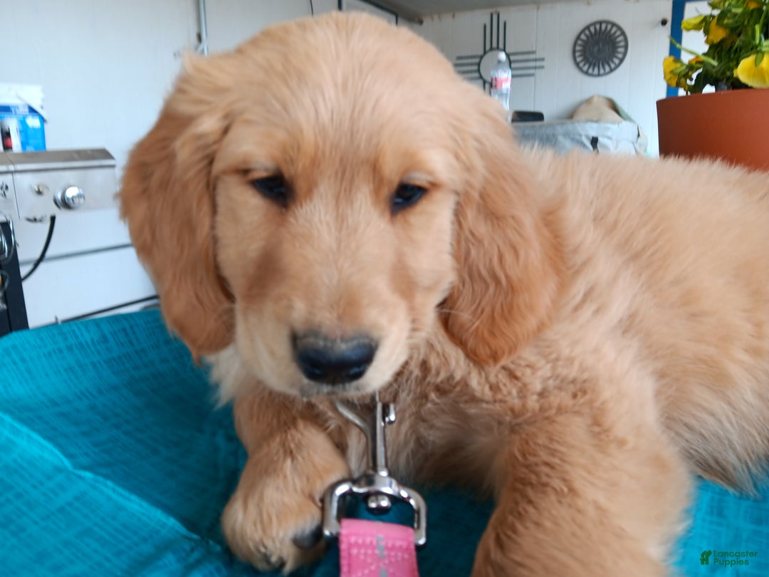 Golden Retriever dogs for sale: Sport - Ad 14