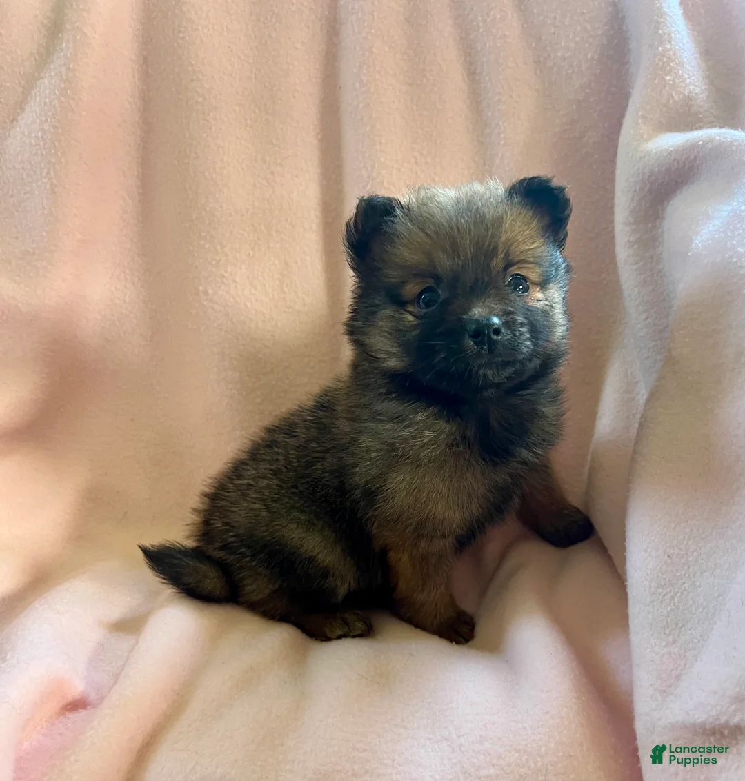 Pomeranian dogs for sale: Marlene - Ad 1