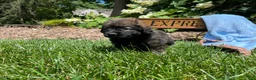 Mixed Breed dogs for sale: Baby Eli❤️CockerSpaniel 🐾Eskimo🐶15lbs at maturity - Ad 3