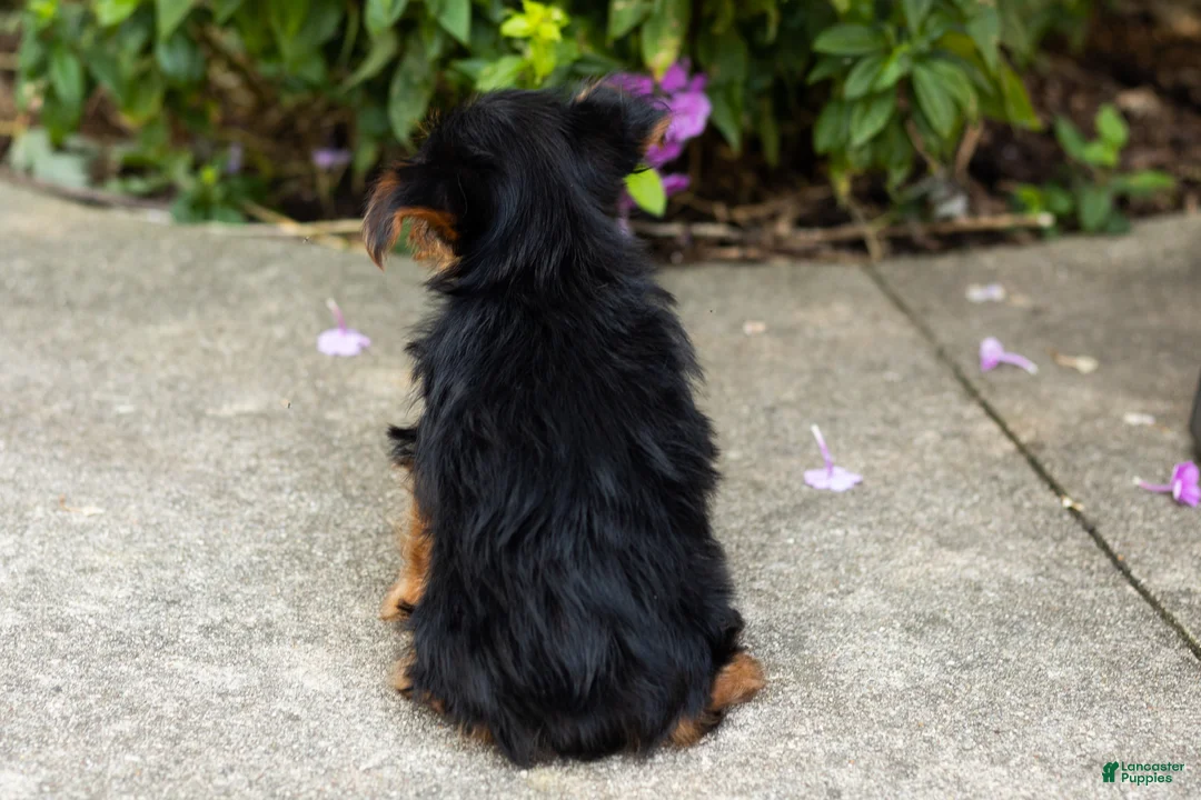 Yorkshire Terrier dogs for sale: Muriel  - Ad 5