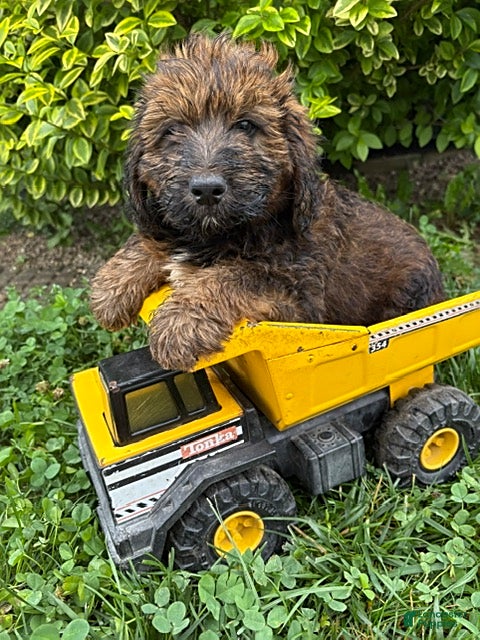 Whoodle dogs Harvey - Ad 2
