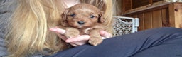 Cavapoo dogs for sale: Jasper - Ad 8