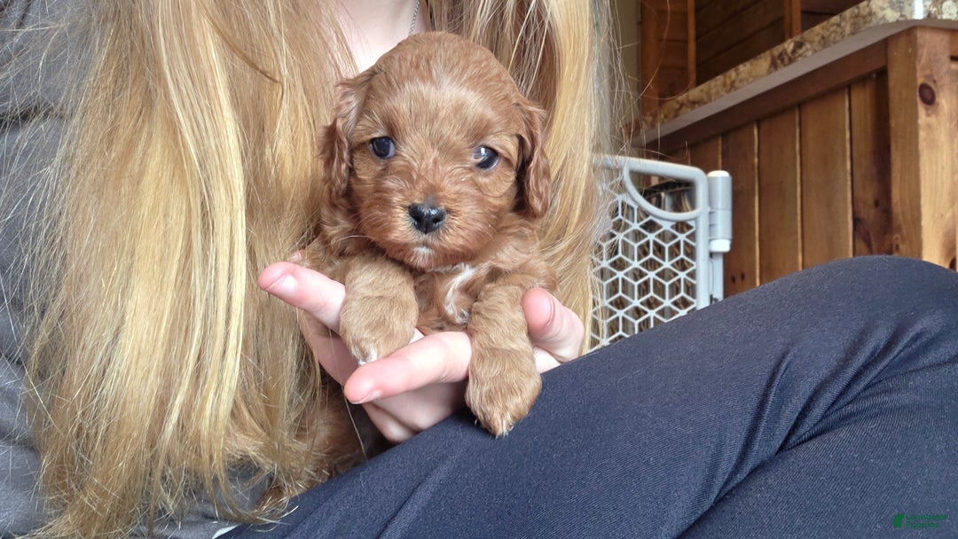Cavapoo dogs for sale: Jasper - Ad 8