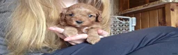 Cavapoo dogs for sale: Milo - Ad 61