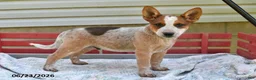 Australian Cattle Dog dogs for sale: Spot - Ad 3