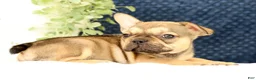 French Bulldog dogs for sale: Brooke - Ad 5