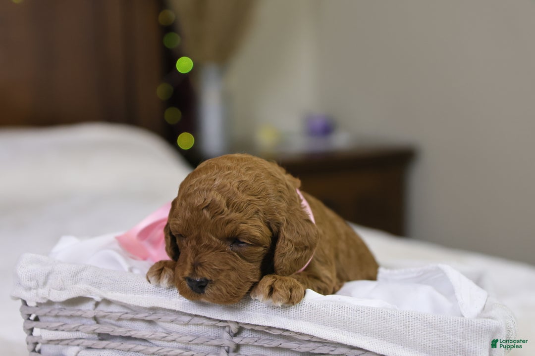 Goldendoodle dogs for sale: Natalie - Ad 2