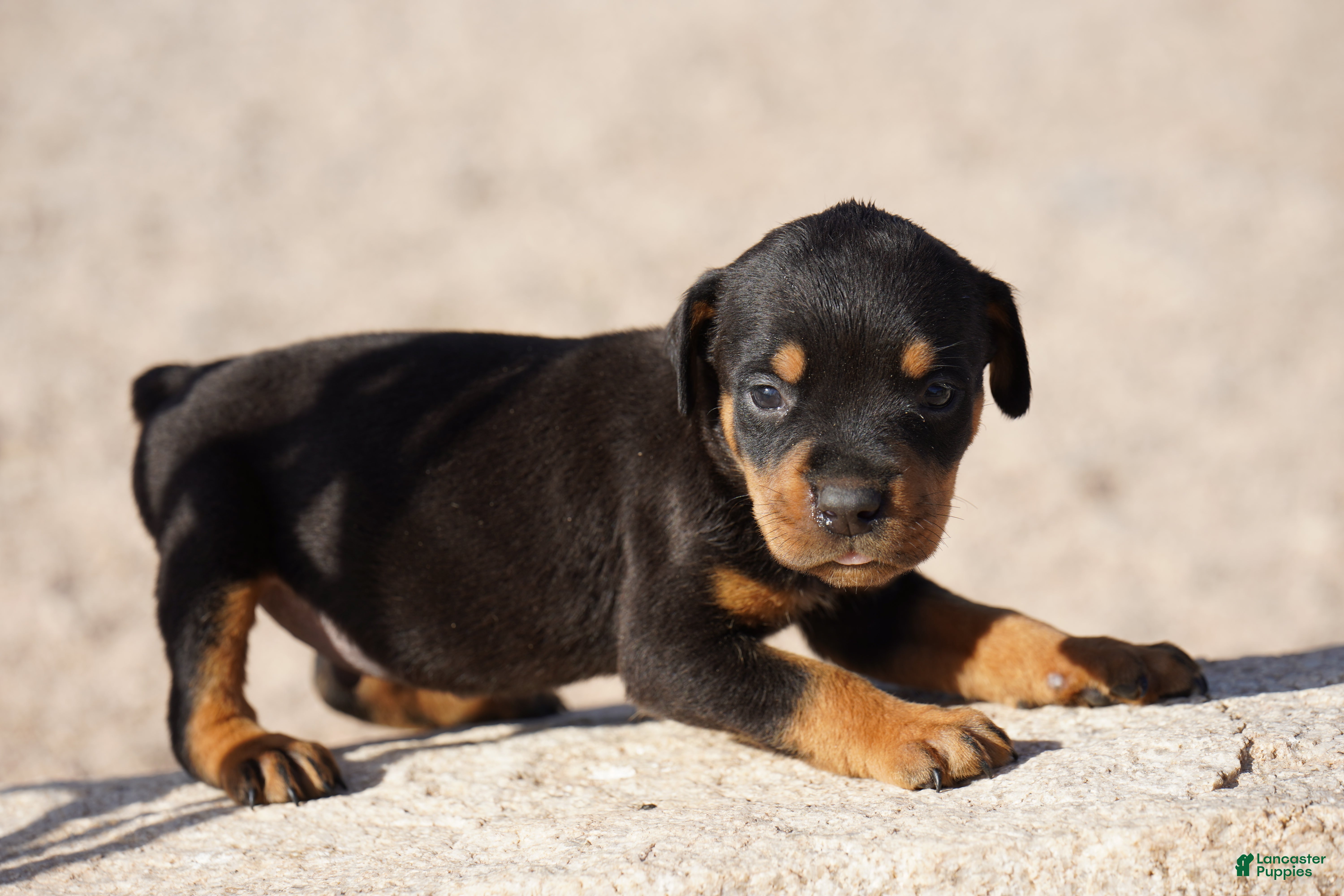 Rottweiler dogs Rott M3 - Ad 10