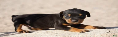 Rott M3