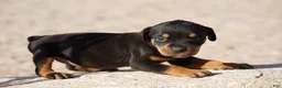 Rottweiler dogs for sale: Rott M3 - Ad 1